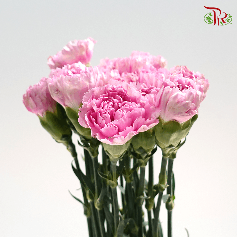 Carnation - Nankie ( 18-20stems )-Pink-China-prflorist.com.my