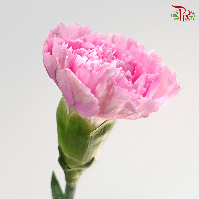 Carnation - Nankie ( 18-20stems )-Pink-China-prflorist.com.my