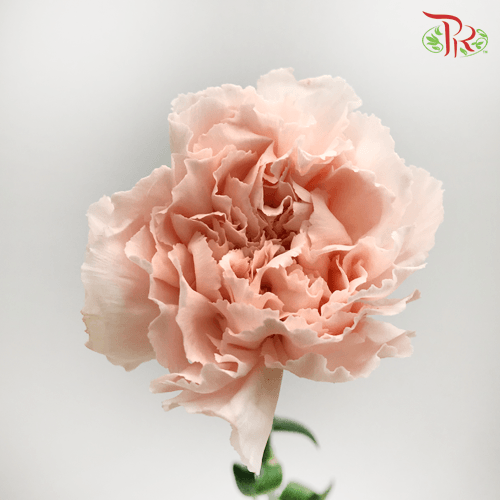 Carnation - Novia (10 Stems)-Columbia-prflorist.com.my