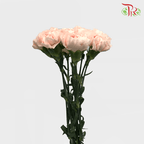 Carnation - Novia (10 Stems)-Columbia-prflorist.com.my