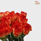 Carnation - Orange (18-20 Stems)-Orange-Malaysia-prflorist.com.my