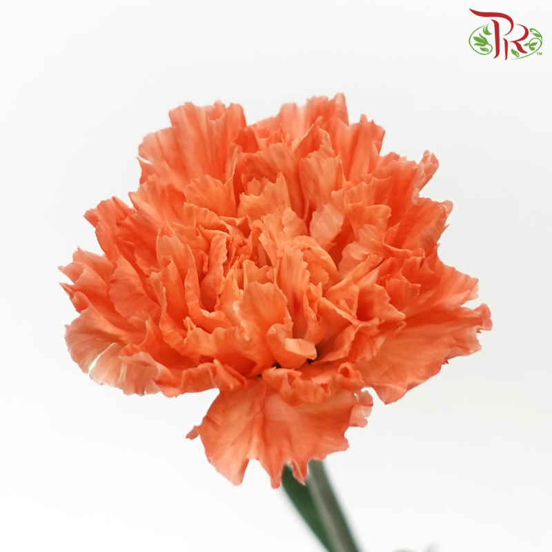 Carnation - Orange Hermes (10 Stems)-Columbia-prflorist.com.my