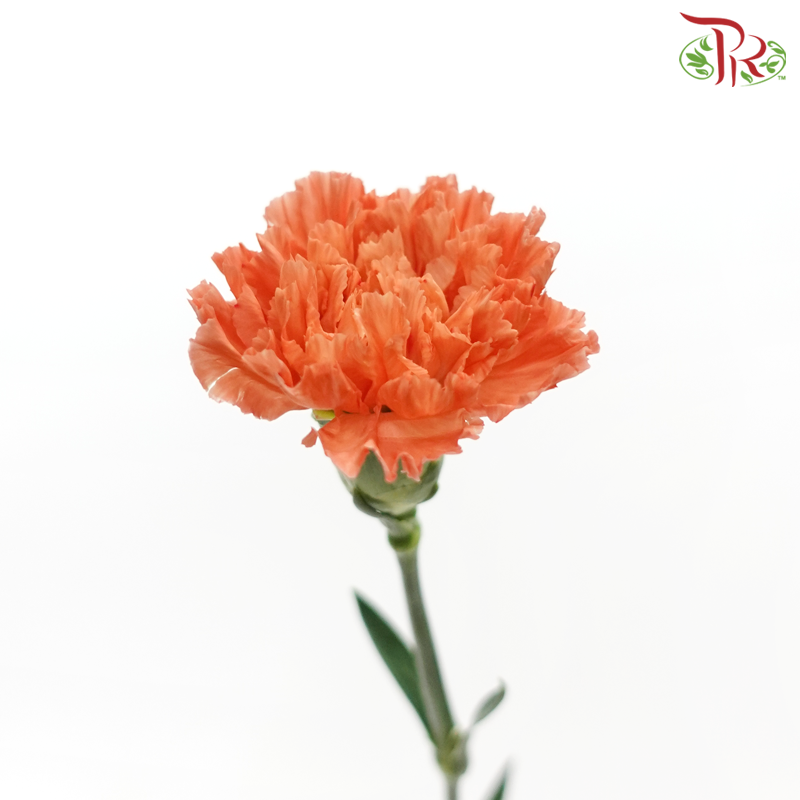 Carnation - Orange Hermes (10 Stems)-Columbia-prflorist.com.my