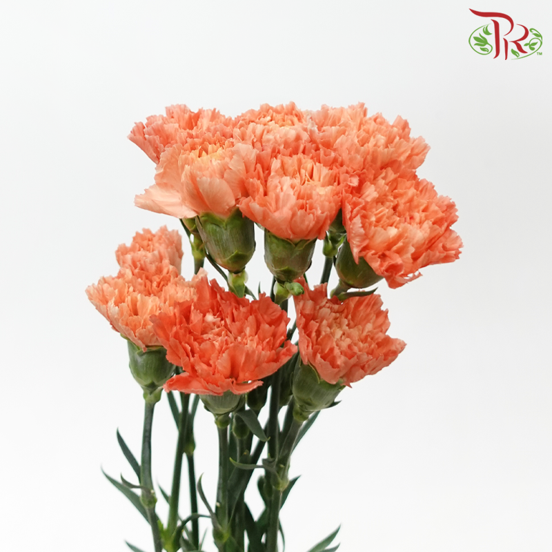 Carnation - Orange Hermes (10 Stems)-Columbia-prflorist.com.my