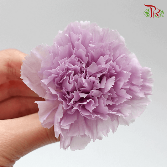 Carnation Preservative - Purple ( 0238-0-431 )-Purple-Japan-prflorist.com.my