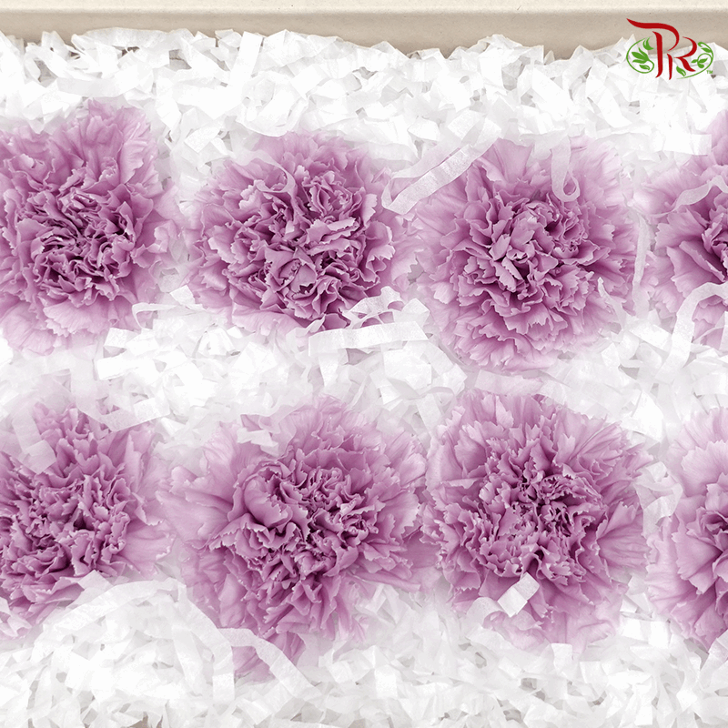 Carnation Preservative - Purple ( 0238-0-431 )-Purple-Japan-prflorist.com.my