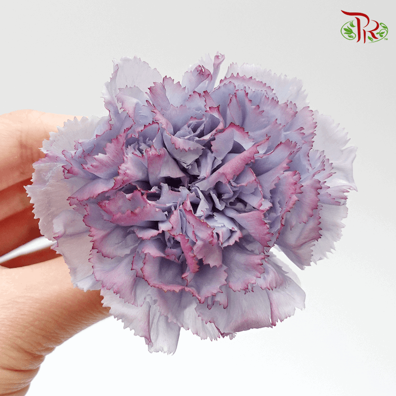 Carnation Preservative - Purple ( 0238-3-645 )-Purple-Japan-prflorist.com.my