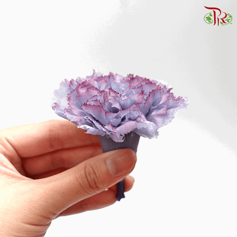 Carnation Preservative - Purple ( 0238-3-645 )-Purple-Japan-prflorist.com.my