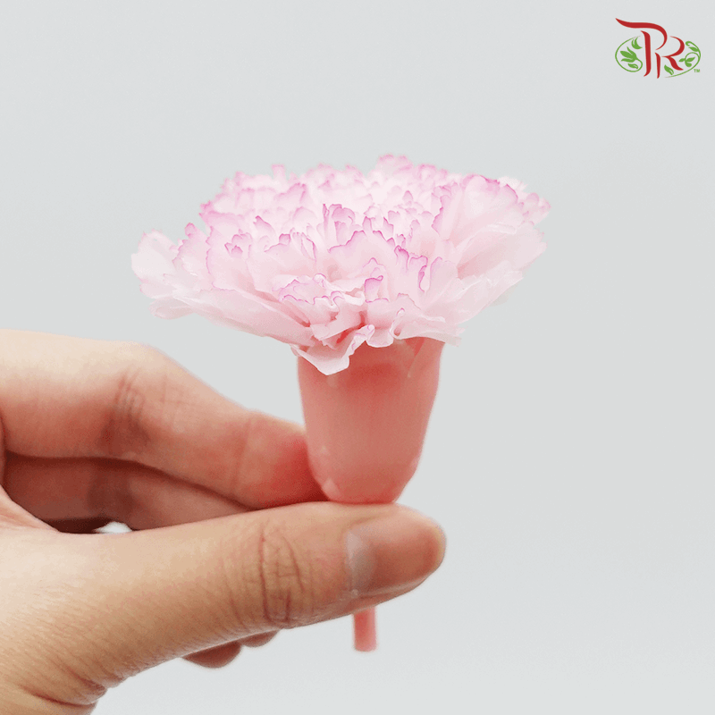 Carnation Preserved - Pink ( 0238-3-145 )-Pink-Japan-prflorist.com.my