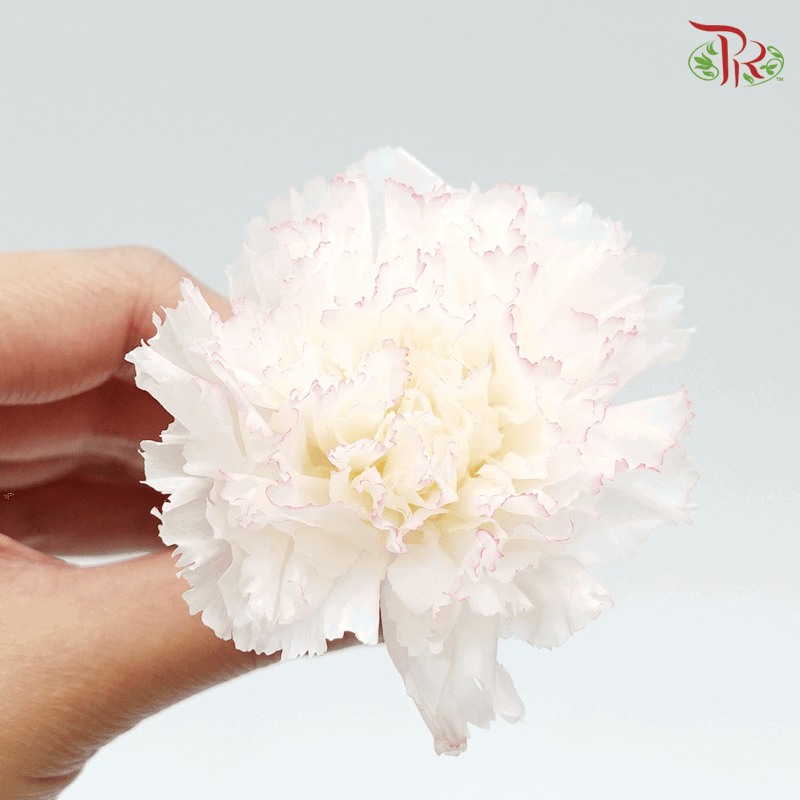 Carnation Preserved - White & Pink ( 0238-3-045 )-White-Japan-prflorist.com.my