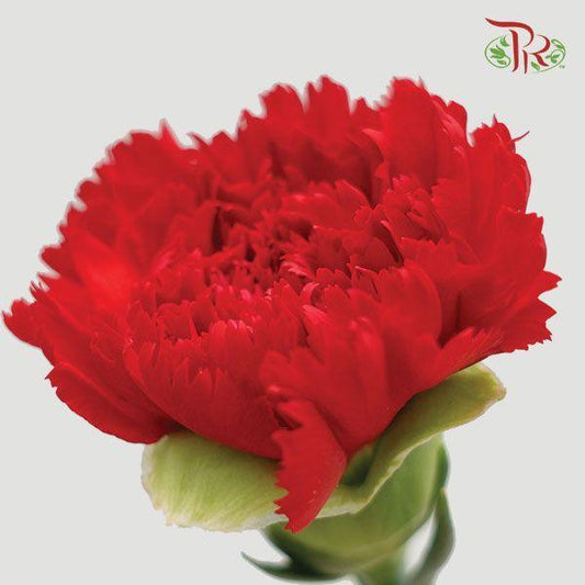 Carnation - Red (18-20 Stems)-Red-China-prflorist.com.my