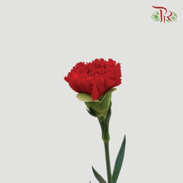 Carnation - Red (18-20 Stems)-Red-China-prflorist.com.my