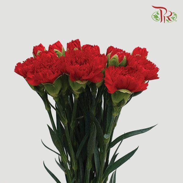 Carnation - Red (18-20 Stems)-Red-China-prflorist.com.my