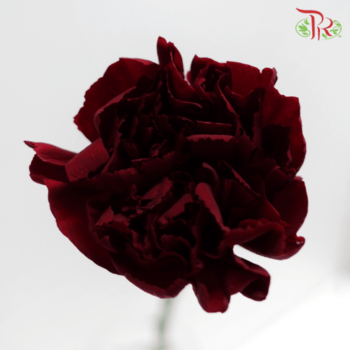 Carnation Special Colour - Dark Red (18-20 Stems)-Maroon-China-prflorist.com.my