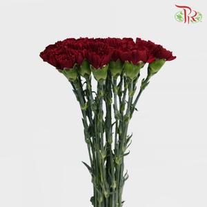 Carnation Special Colour - Dark Red (18-20 Stems)-Maroon-China-prflorist.com.my