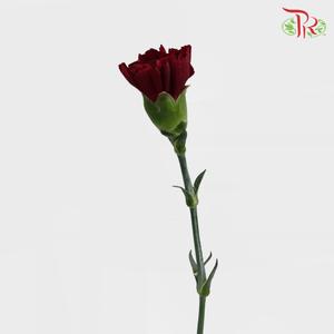 Carnation Special Colour - Dark Red (18-20 Stems)-Maroon-China-prflorist.com.my