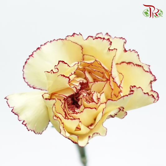 Carnation Special Colour - Eyeliner/ Morning Sunlight / Yellow Brown (18-20 Stems)-Yellow-China-prflorist.com.my