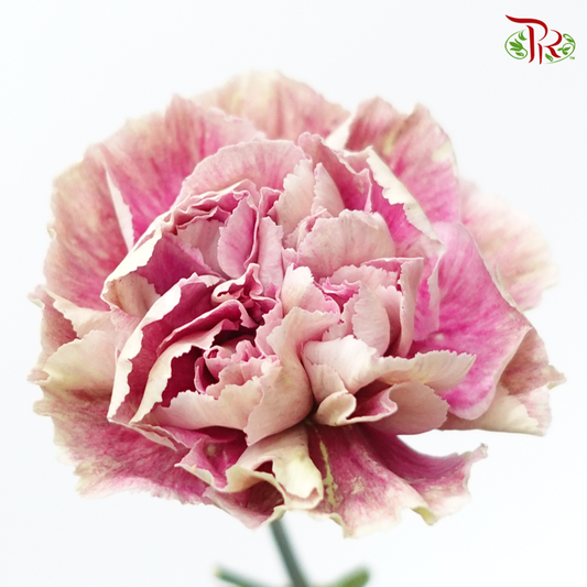 Carnation Special Colour - Grace (18-20 Stems)-Pink-China-prflorist.com.my