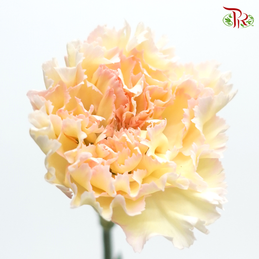 Carnation Special Colour - Hoh Xil (18-20 Stems)-Cream-China-prflorist.com.my