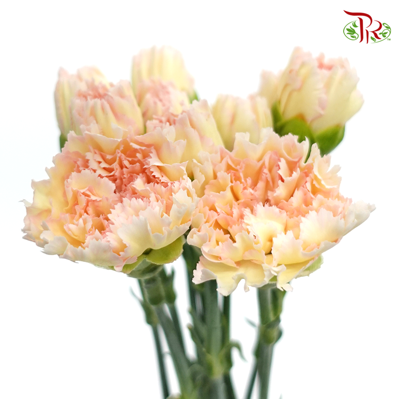 Carnation Special Colour - Hoh Xil (18-20 Stems)-Cream-China-prflorist.com.my