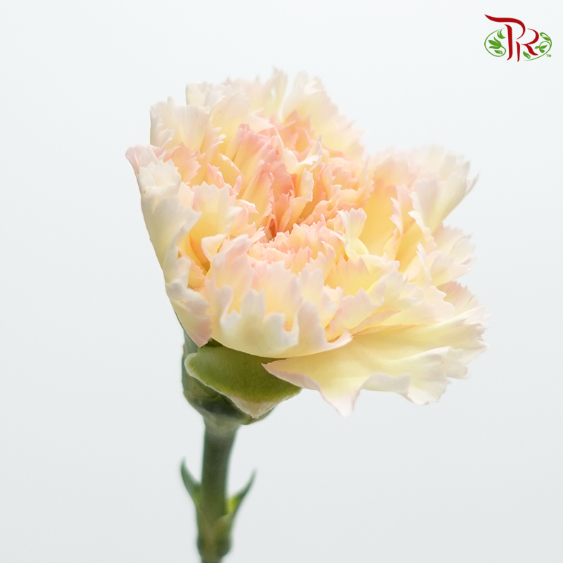 Carnation Special Colour - Hoh Xil (18-20 Stems)-Cream-China-prflorist.com.my