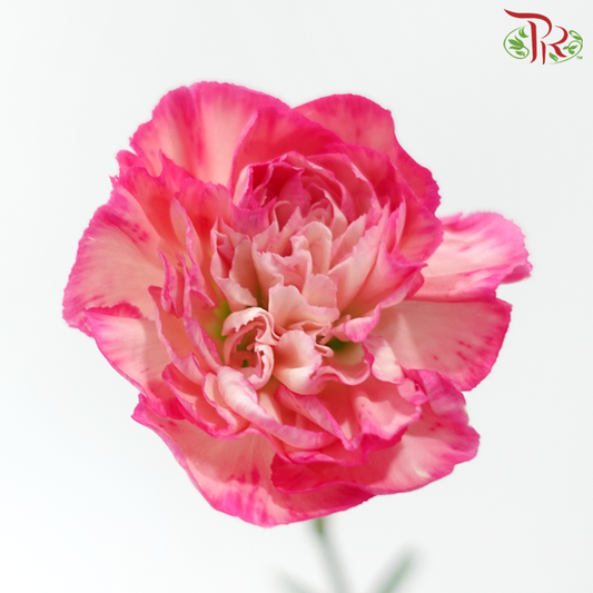 Carnation Special Colour - Juicy Peach (18-20 Stems)-Pink-China-prflorist.com.my