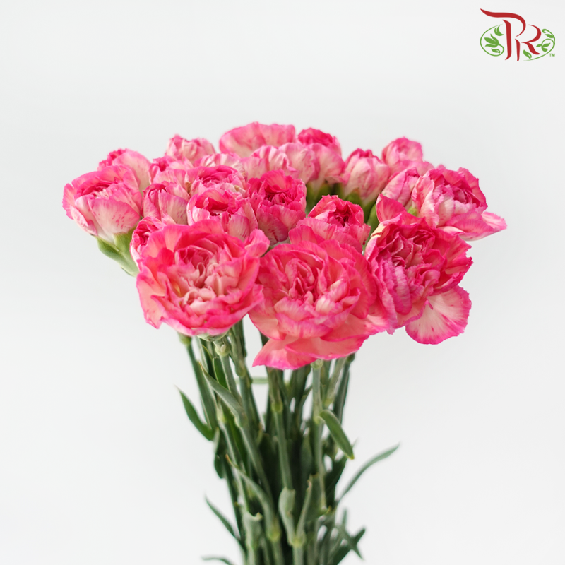 Carnation Special Colour - Juicy Peach (18-20 Stems)-Pink-China-prflorist.com.my