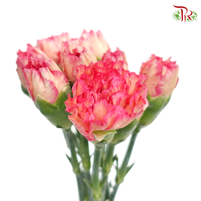 Carnation Special Colour - Juicy Peach (18-20 Stems)-Pink-China-prflorist.com.my