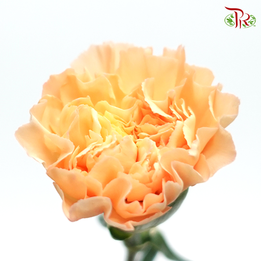 Carnation Special Colour - Lava / Champagne (18-20 Stems)-Orange-China-prflorist.com.my