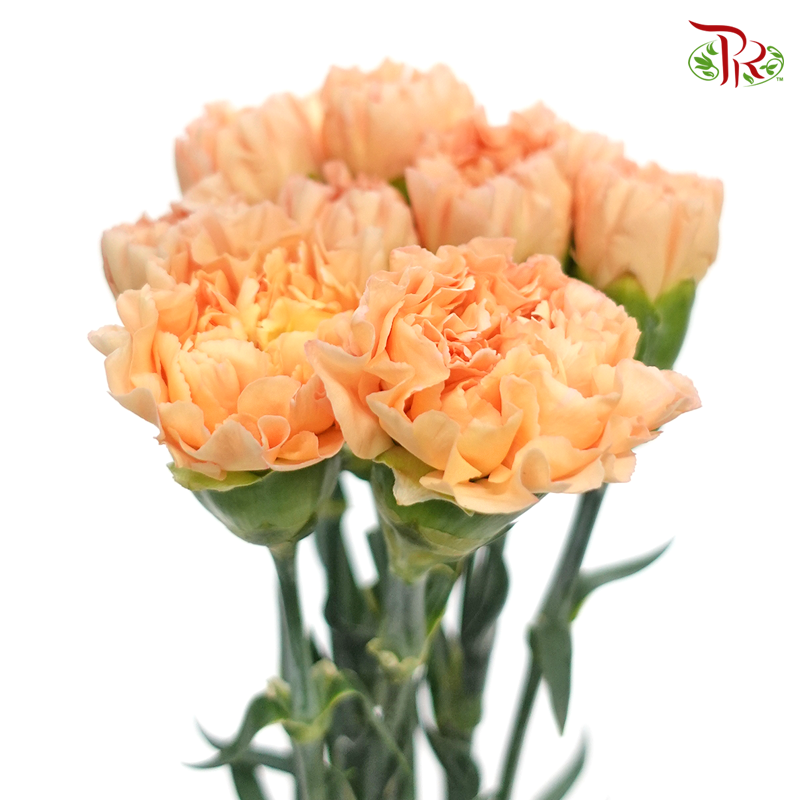 Carnation Special Colour - Lava / Champagne (18-20 Stems)-Orange-China-prflorist.com.my
