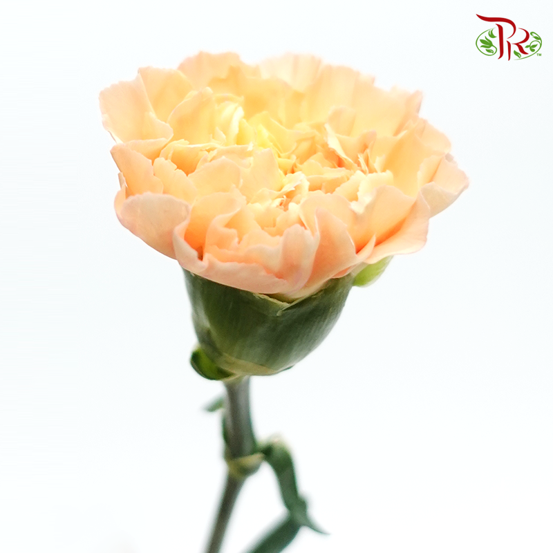Carnation Special Colour - Lava / Champagne (18-20 Stems)-Orange-China-prflorist.com.my