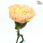 Carnation Special Colour - Lava / Champagne (18-20 Stems)-Orange-China-prflorist.com.my
