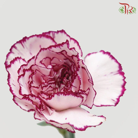 Carnation Special Colour - Purple Fairy (18-20 Stems)-Purple-China-prflorist.com.my