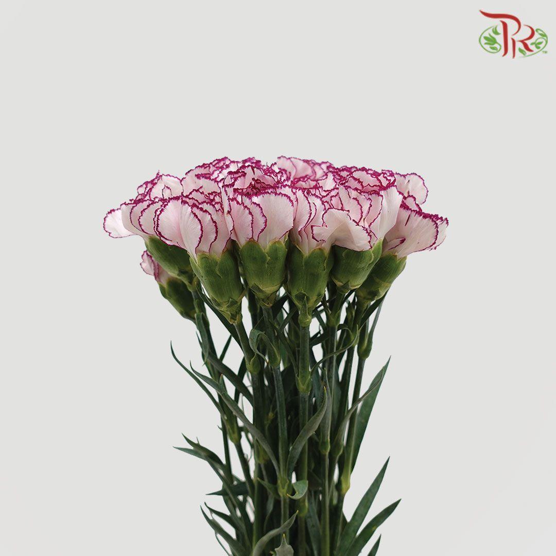 Carnation Special Colour - Purple Fairy (18-20 Stems)-Purple-China-prflorist.com.my