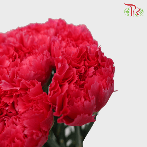 Carnation Special Colour - St Bombay (18-20 Stems)-Pink-China-prflorist.com.my