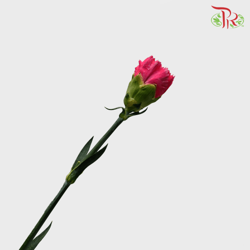 Carnation Special Colour - St Bombay (18-20 Stems)-Pink-China-prflorist.com.my