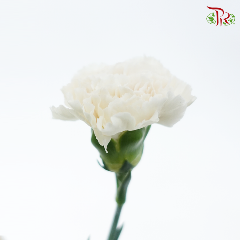 Carnation Special Colour - St Huan Yan (18-20 Stems)-White-China-prflorist.com.my