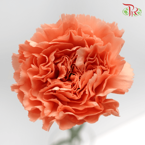 Carnation Special Colour - St Orange Memories (18-20 Stems)-Orange-China-prflorist.com.my