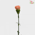 Carnation Special Colour - St Orange Memories (18-20 Stems)-Orange-China-prflorist.com.my