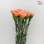 Carnation Special Colour - St Orange Memories (18-20 Stems)-Orange-China-prflorist.com.my