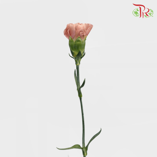 Carnation Special Colour - St The Love Of Cuba (18-20 Stems)-China-prflorist.com.my
