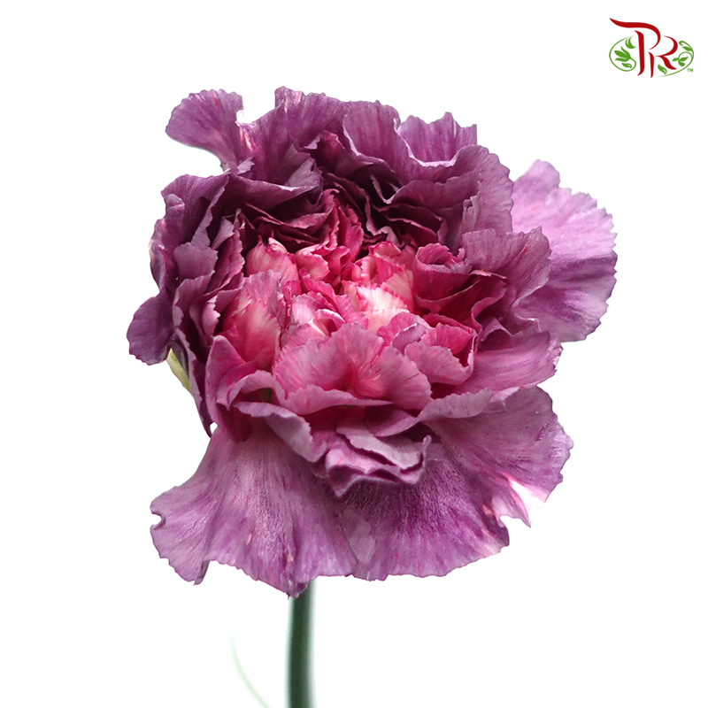 Carnation Special Colour - Wild Horse (18-20 Stems)-Purple-China-prflorist.com.my