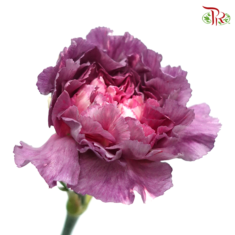 Carnation Special Colour - Wild Horse (18-20 Stems)-Purple-China-prflorist.com.my