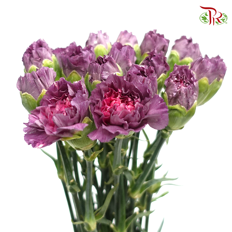 Carnation Special Colour - Wild Horse (18-20 Stems)-Purple-China-prflorist.com.my