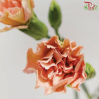 Carnation Spray - Ali (19-20 Stems)-Champagne-China-prflorist.com.my