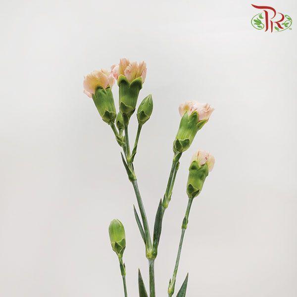 Carnation Spray - Ali (19-20 Stems)-Champagne-China-prflorist.com.my