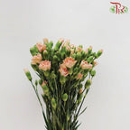 Carnation Spray - Ali (19-20 Stems)-Champagne-China-prflorist.com.my