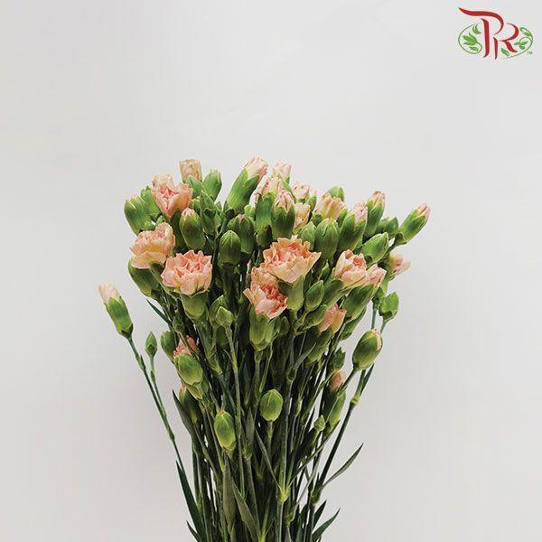 Carnation Spray - Ali (19-20 Stems)-Champagne-China-prflorist.com.my