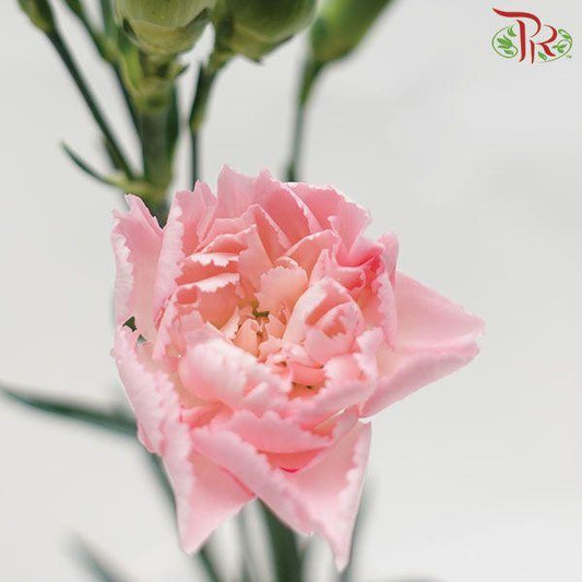 Carnation Spray - Blush Pink (19-20 Stems)-Pink-China-prflorist.com.my