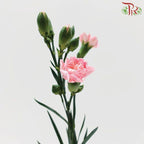 Carnation Spray - Blush Pink (19-20 Stems)-Pink-China-prflorist.com.my